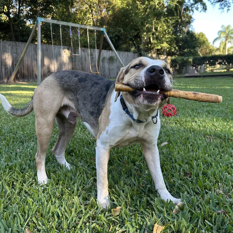 Benjamin thumbnail 6