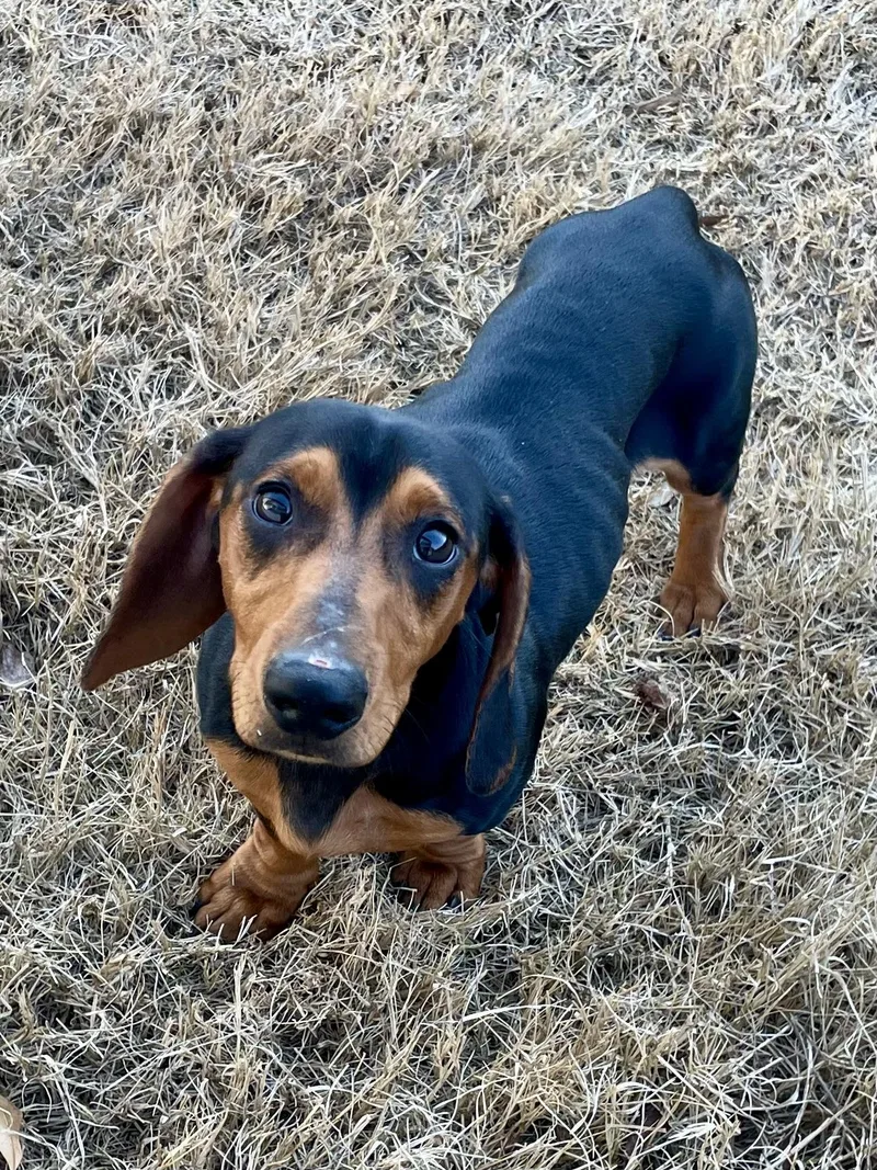 Junior In Texarkana Tx