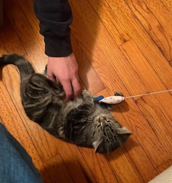 Leaf Bonded With Maze