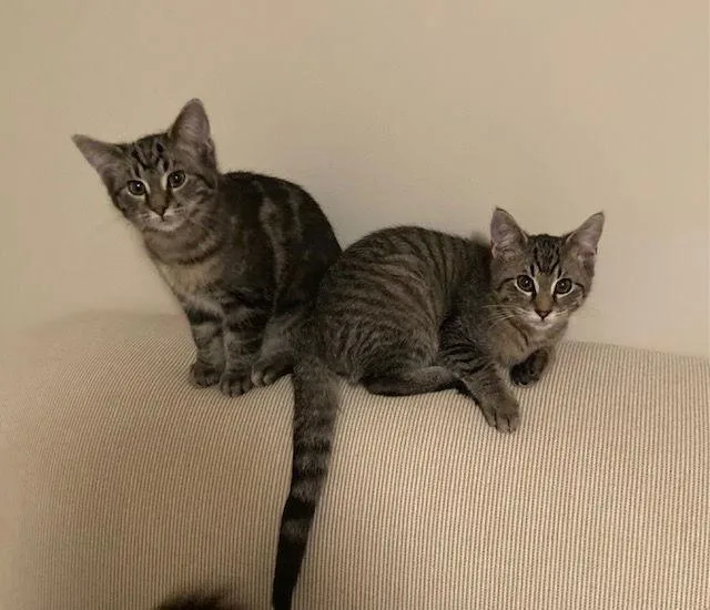 Leaf Bonded With Maze thumbnail 2