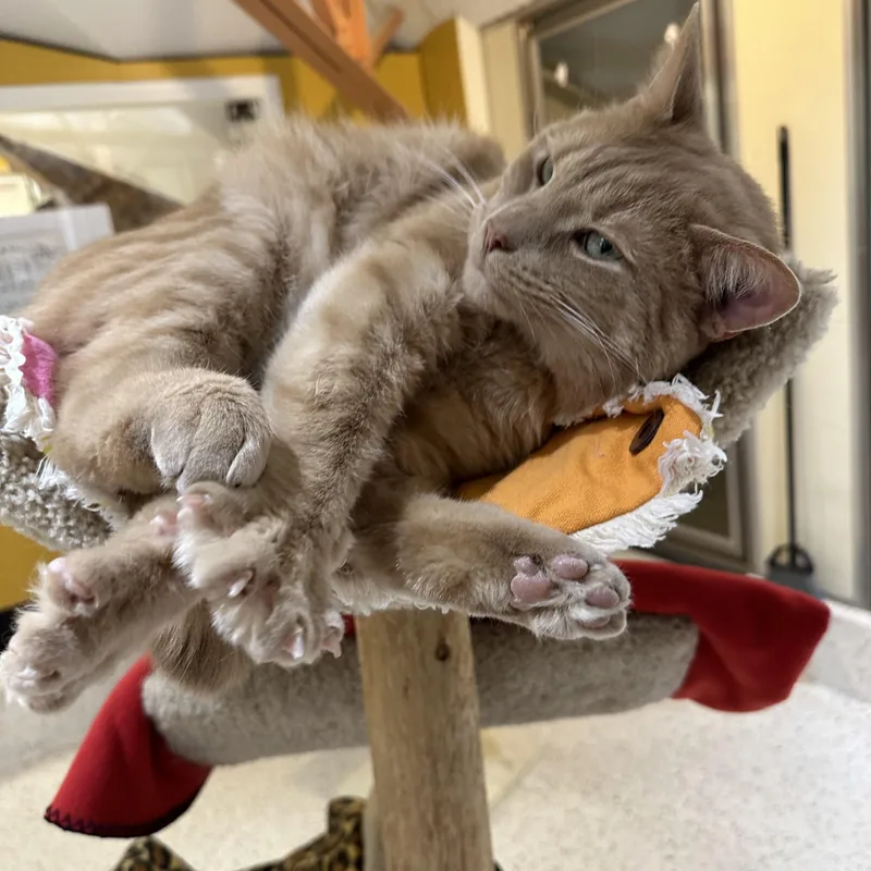 Petey Pablo thumbnail 2