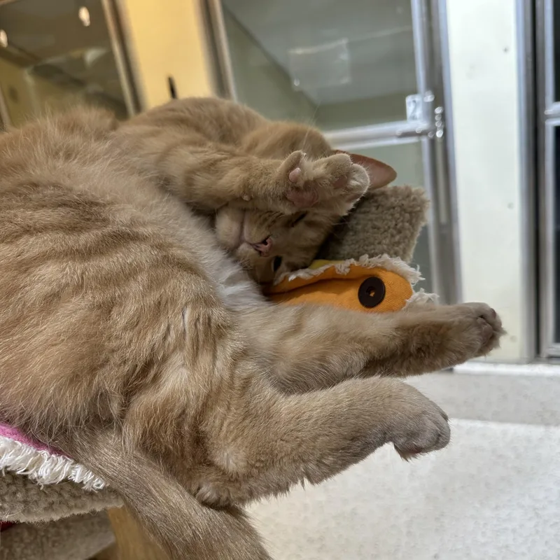 Petey Pablo thumbnail 3