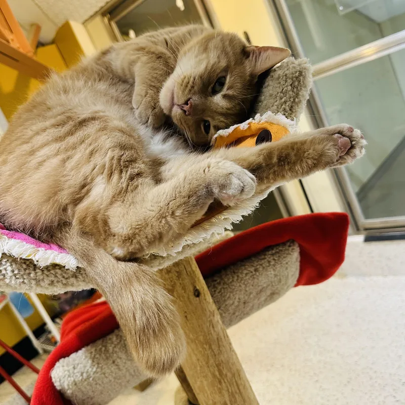 Petey Pablo thumbnail 4