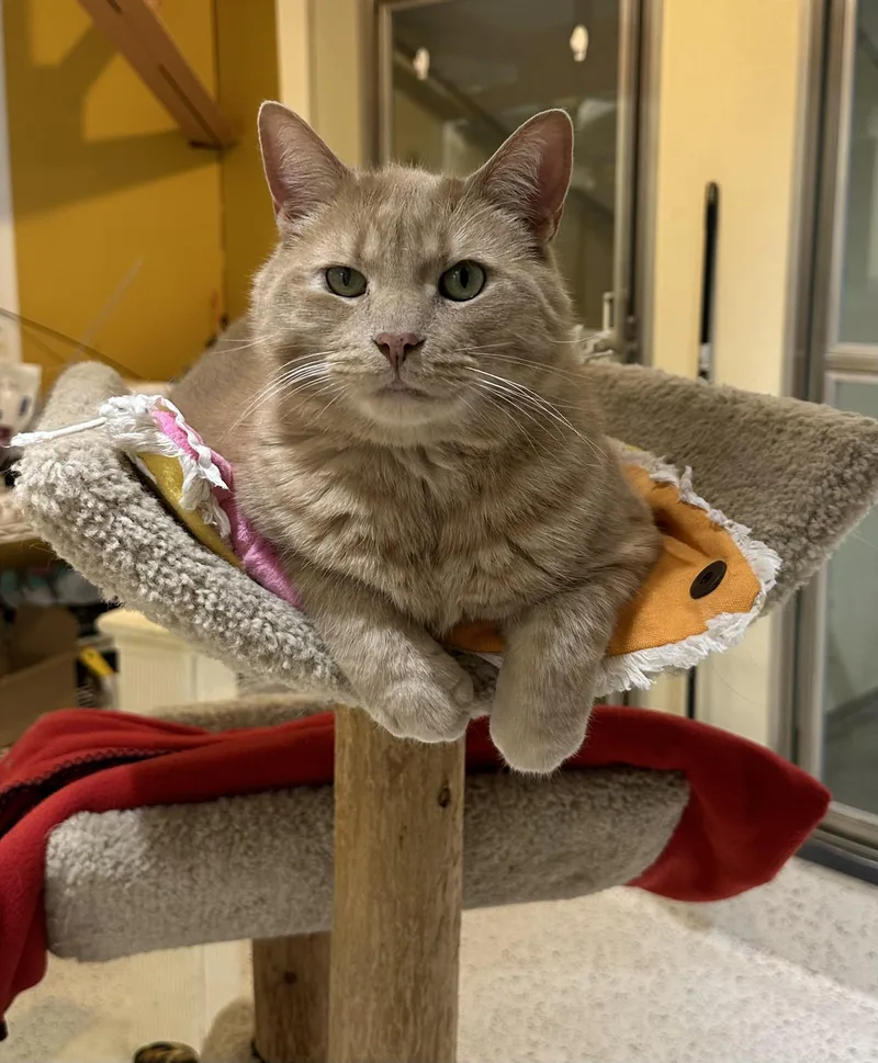 Petey Pablo thumbnail 5