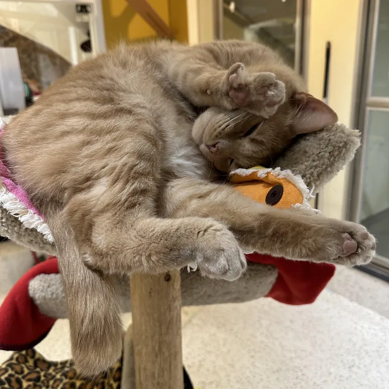 Petey Pablo thumbnail 6