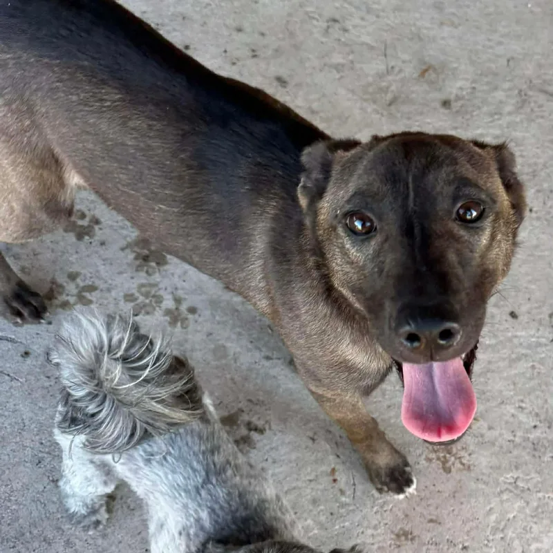 Delo Girl thumbnail 5