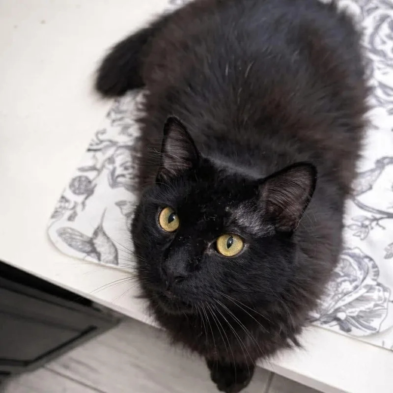 Dragon Aka Magic Dragon