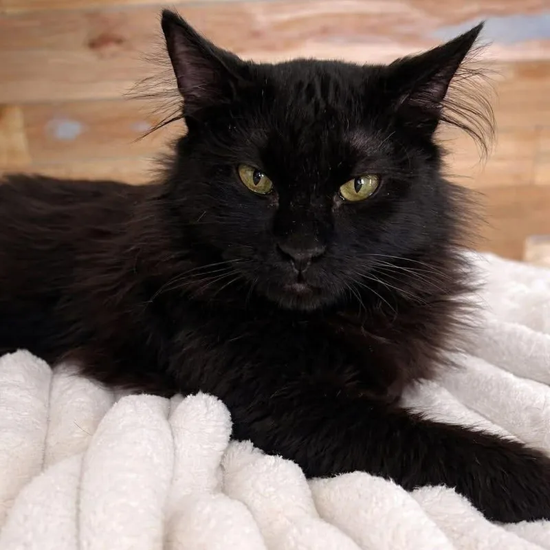 Dragon Aka Magic Dragon thumbnail 2