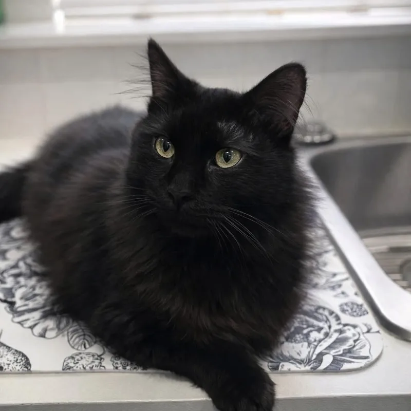 Dragon Aka Magic Dragon thumbnail 3