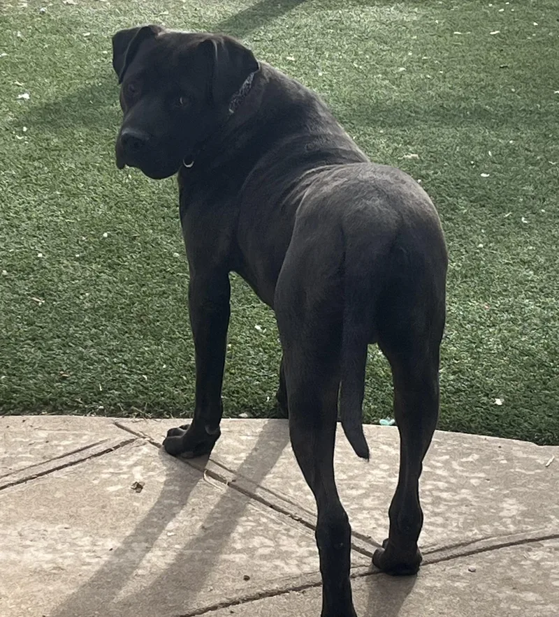 Meatloaf thumbnail 3