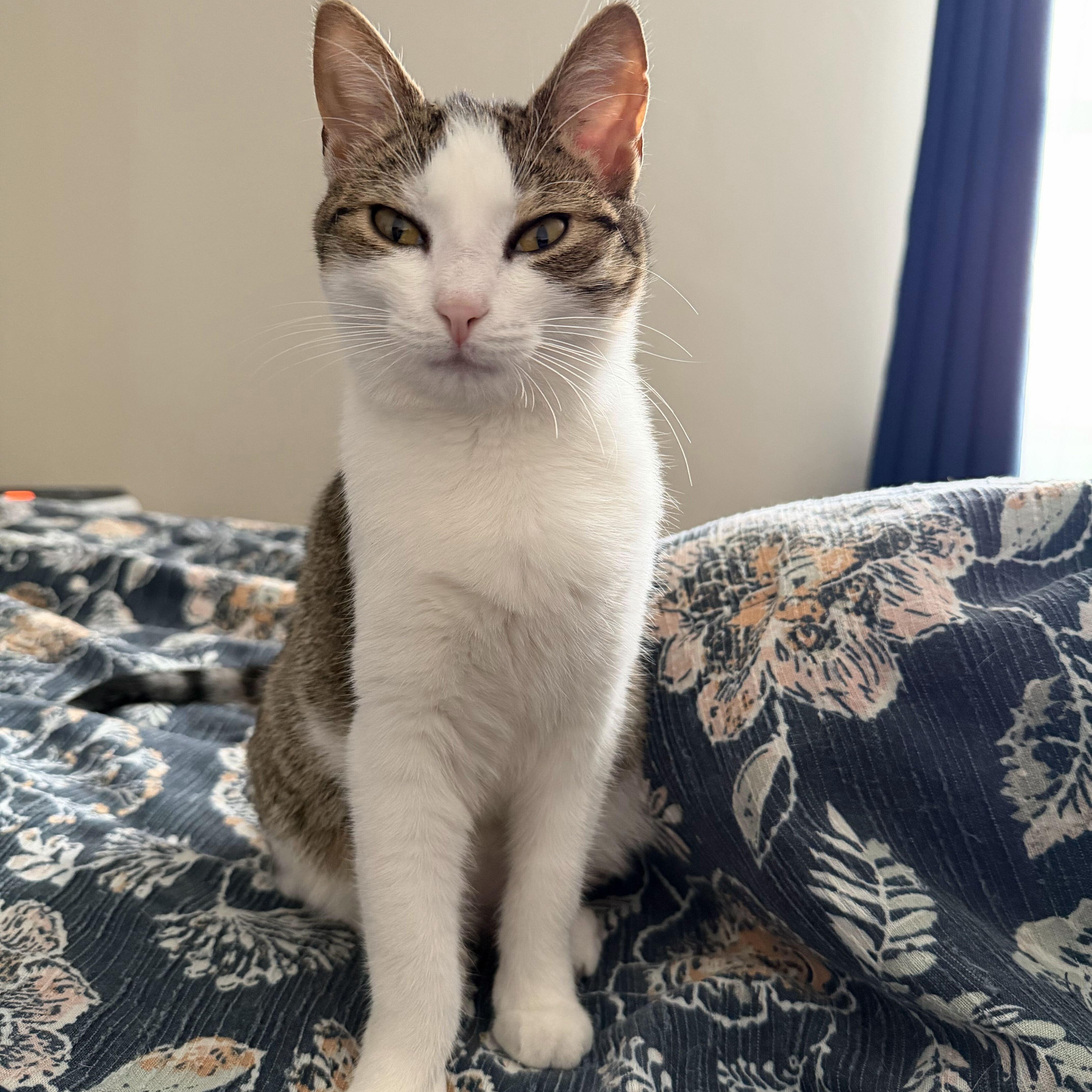 Xena Warrior Princess thumbnail 2