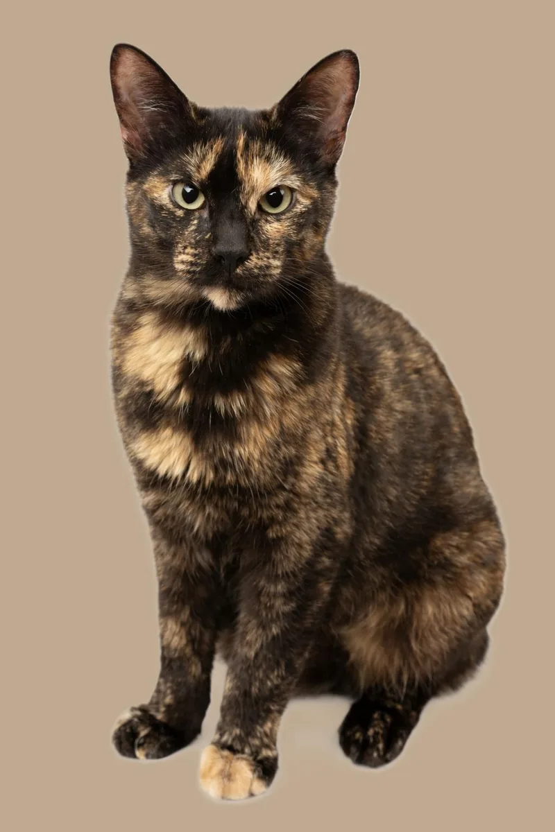 Cleocatra thumbnail 2