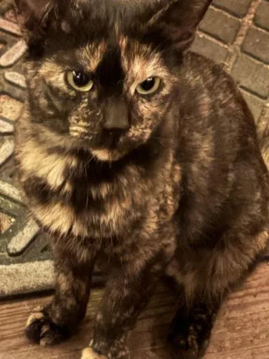 Cleocatra thumbnail 4