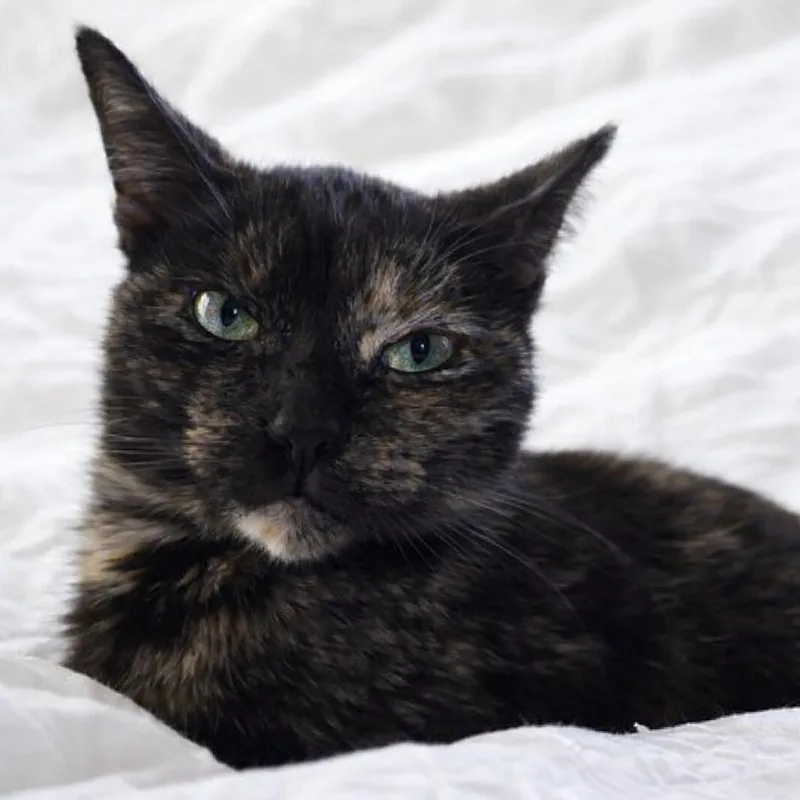 Cleocatra thumbnail 5