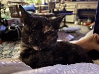 Cleocatra thumbnail 6