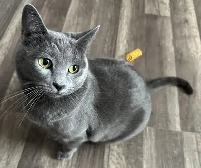 Evangeline thumbnail 2