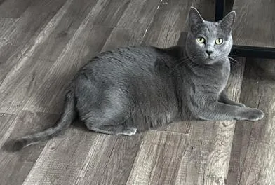 Evangeline thumbnail 3