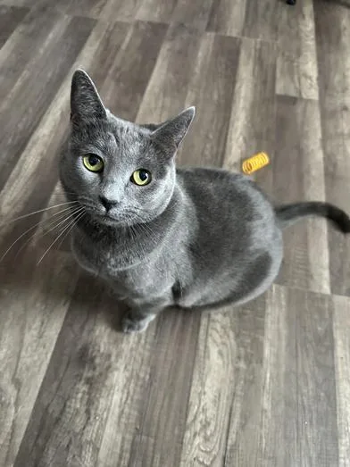 Evangeline thumbnail 4