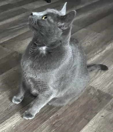 Evangeline thumbnail 5