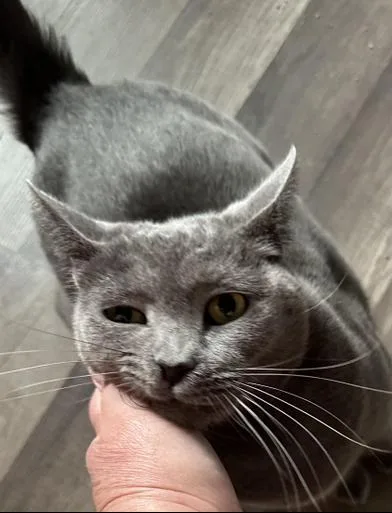 Evangeline thumbnail 6