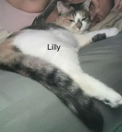 Lilly thumbnail 6