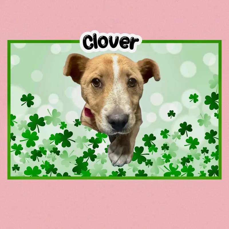 Clover thumbnail 2