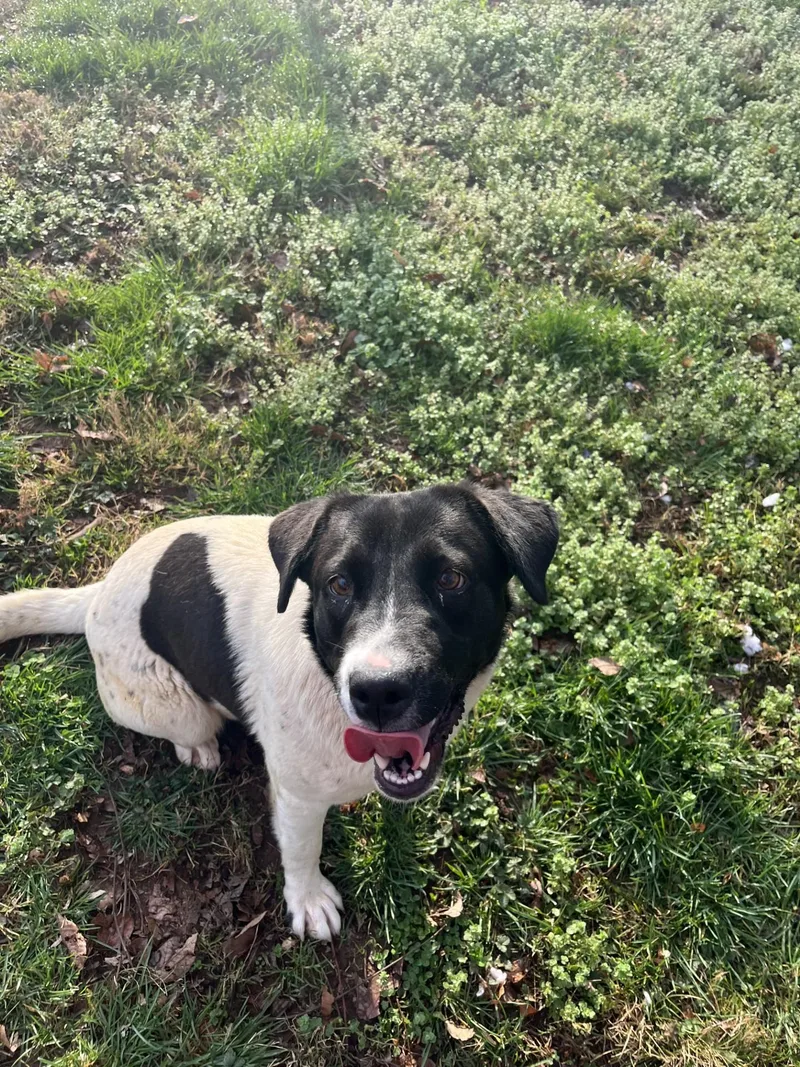 Chandler thumbnail 2