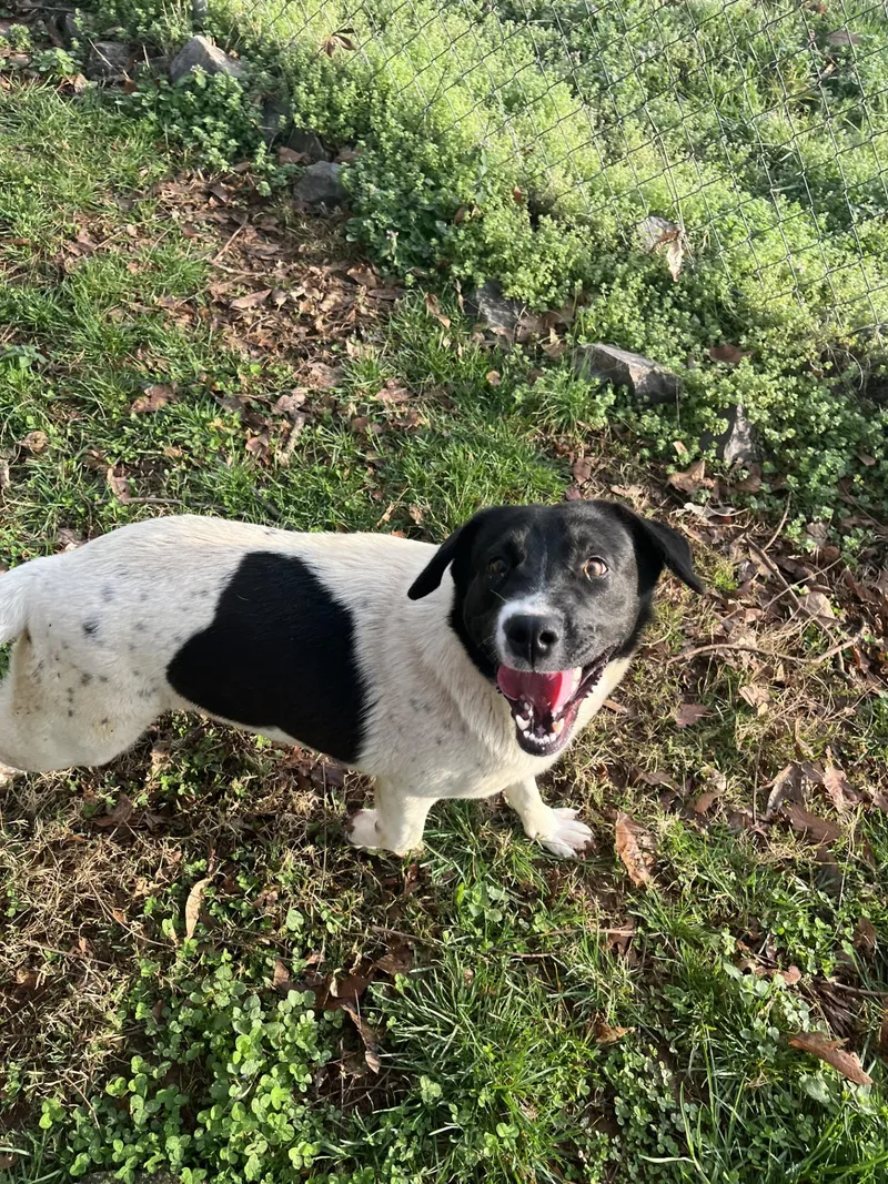 Chandler thumbnail 3