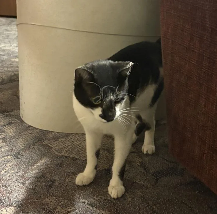 Casanova thumbnail 2