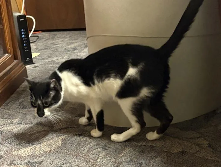 Casanova thumbnail 3