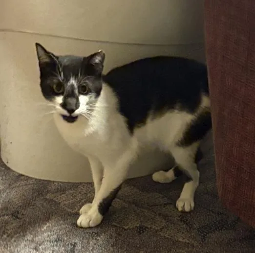 Casanova thumbnail 4