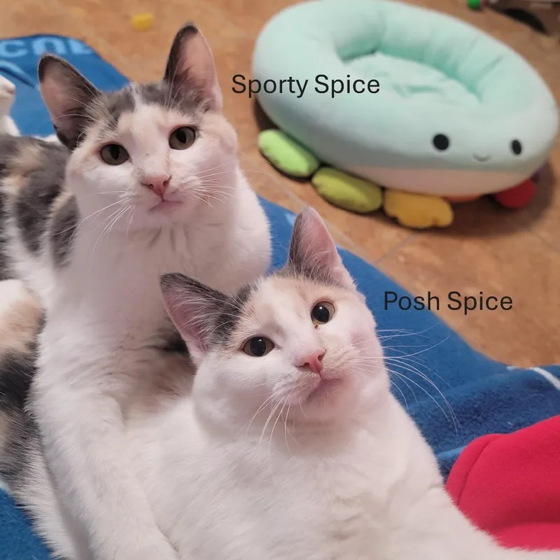 Posh Spice And Sporty