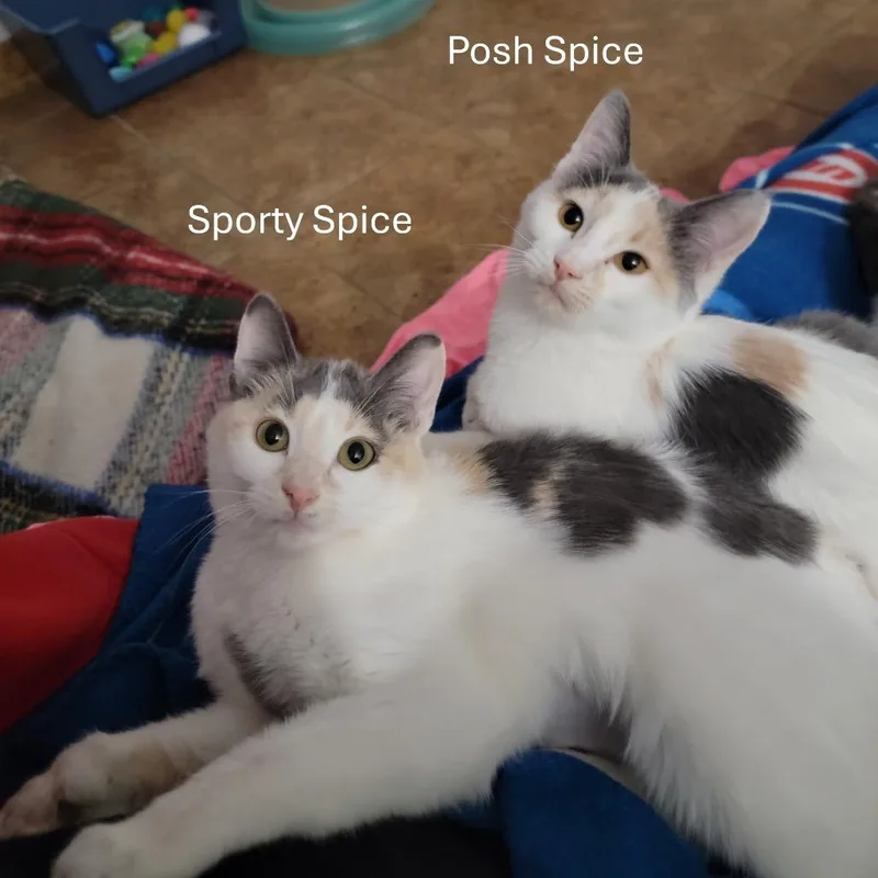 Posh Spice And Sporty thumbnail 3