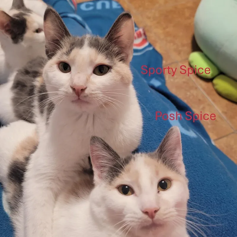 Posh Spice And Sporty thumbnail 4