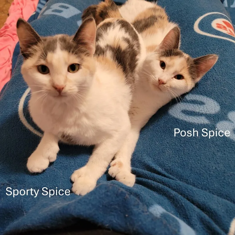 Posh Spice And Sporty thumbnail 5