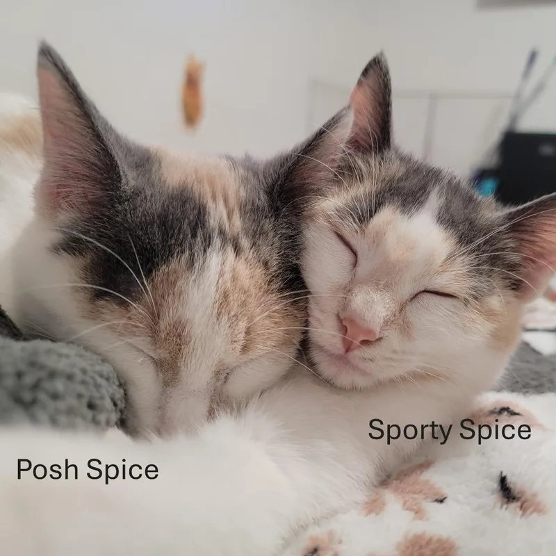 Sporty Spice And Posh thumbnail 2