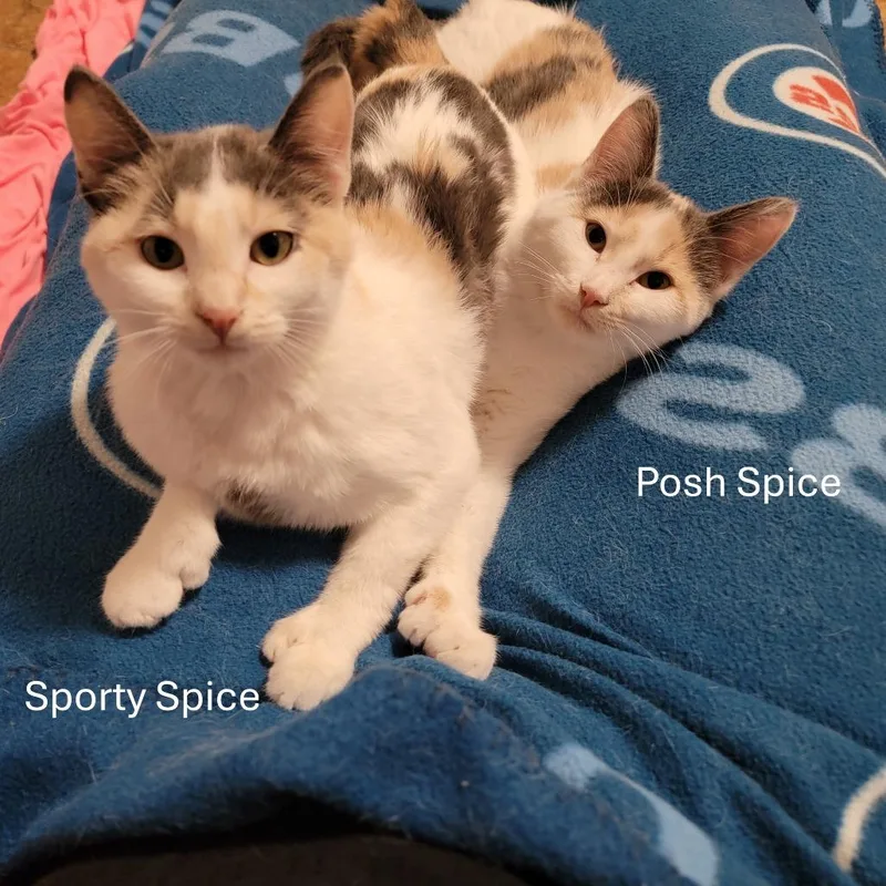 Sporty Spice And Posh thumbnail 3