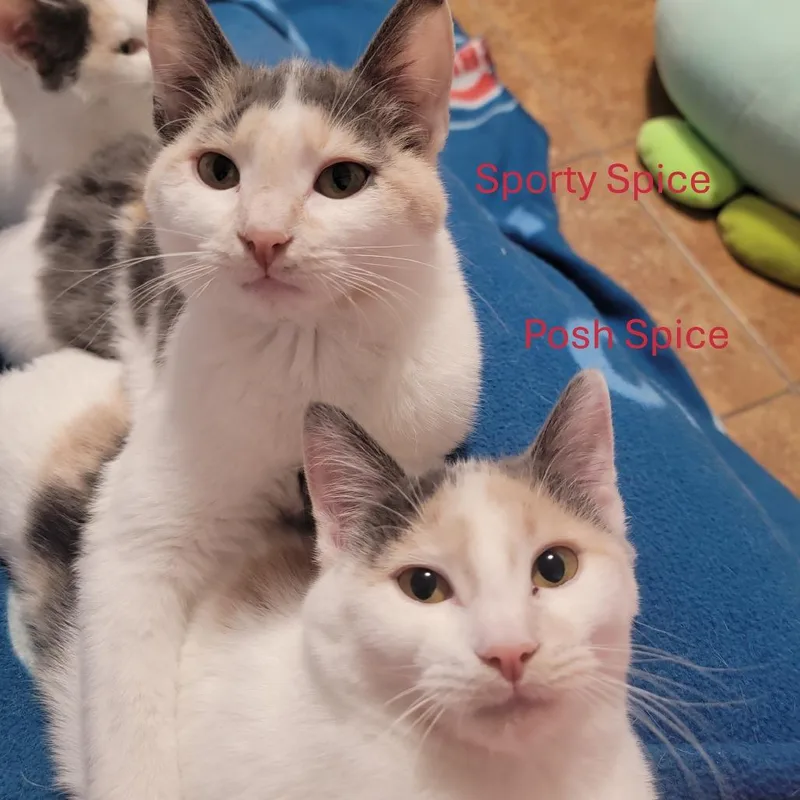 Sporty Spice And Posh thumbnail 4