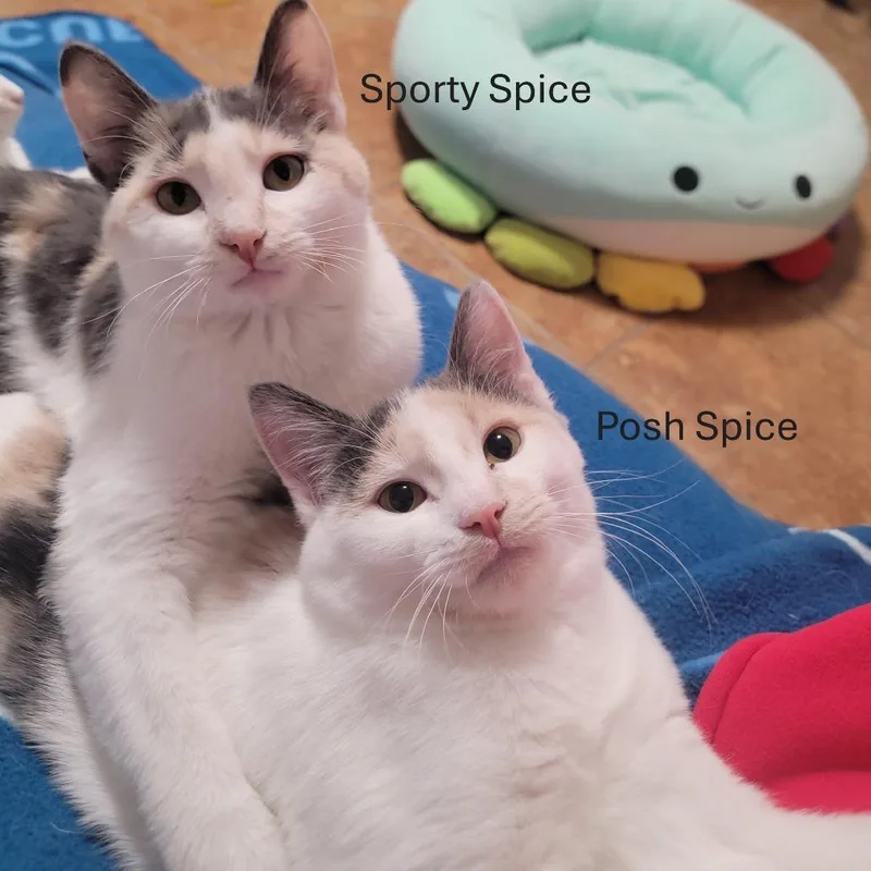 Sporty Spice And Posh thumbnail 5