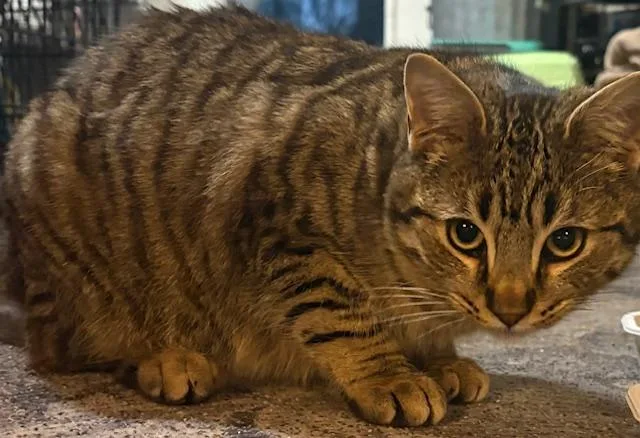 Jellybean & Tommy L. thumbnail 2