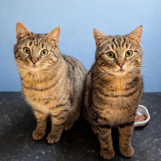 Jellybean & Tommy L.