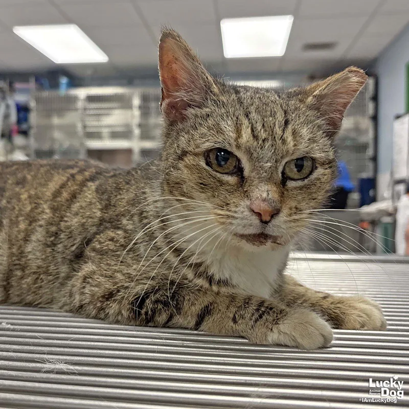 Rosemarie thumbnail 2