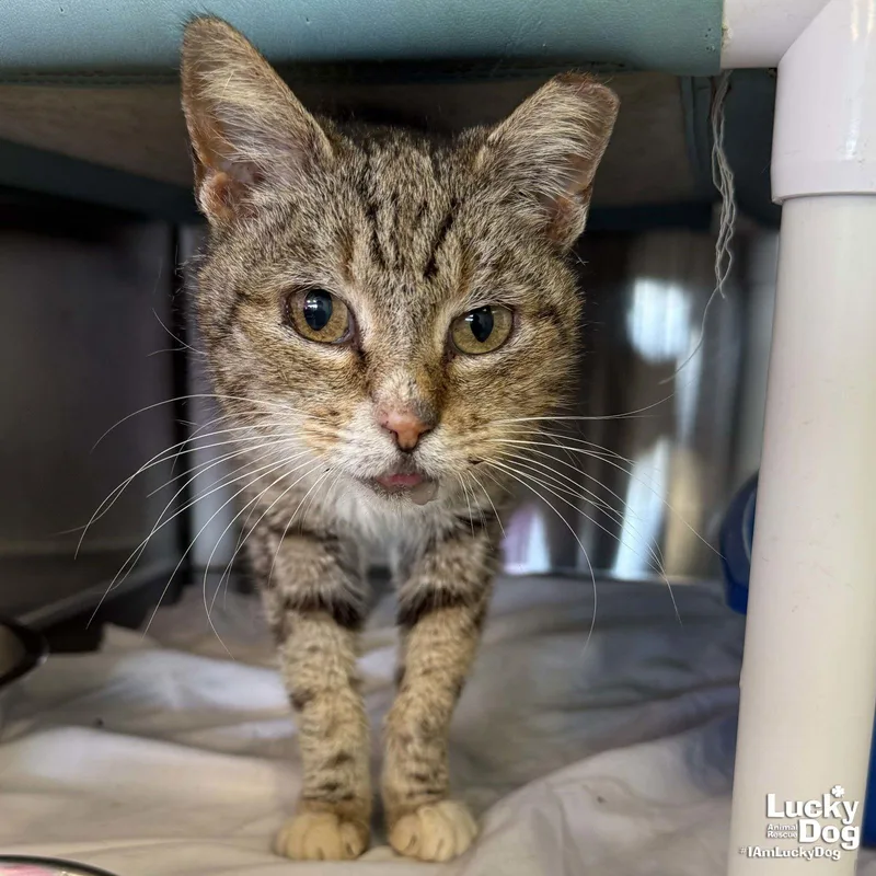 Rosemarie thumbnail 3