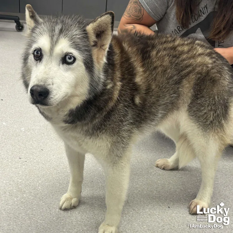 Sapphire thumbnail 2