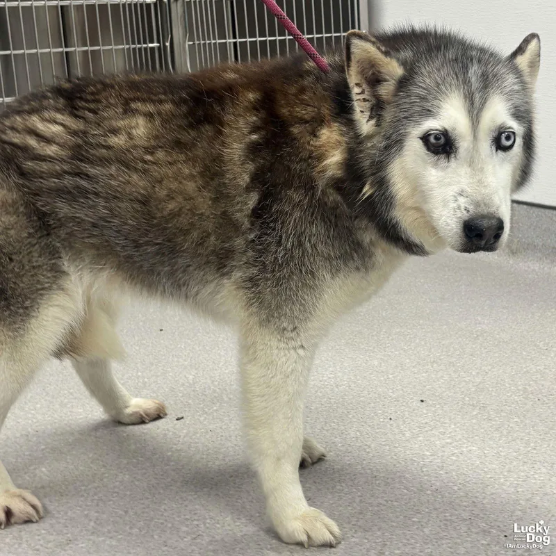 Sapphire thumbnail 3