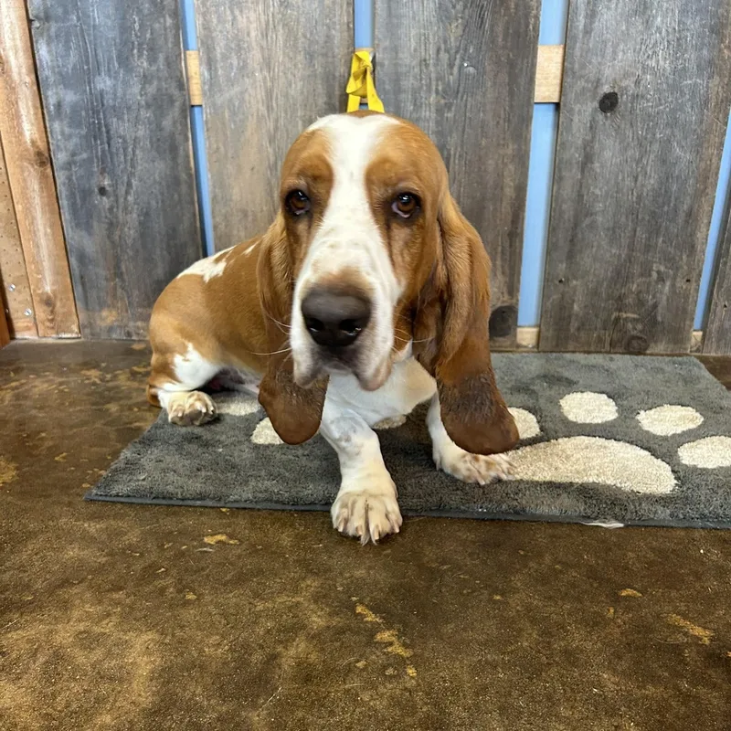 Speedy Earl   thumbnail 2