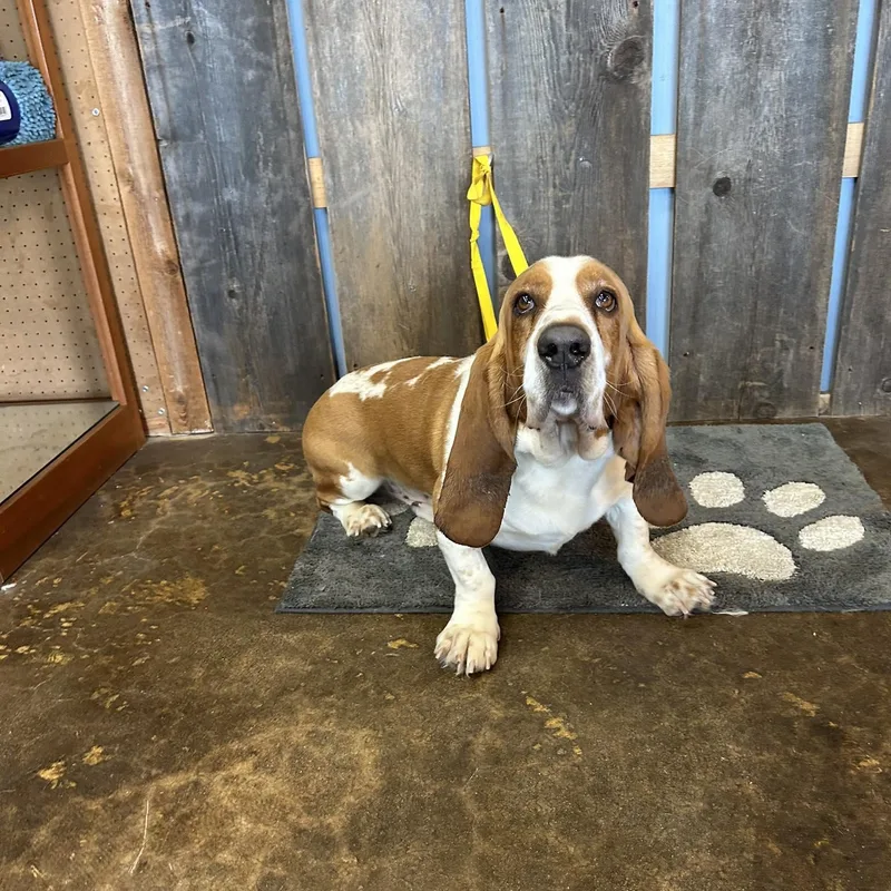 Speedy Earl   thumbnail 3