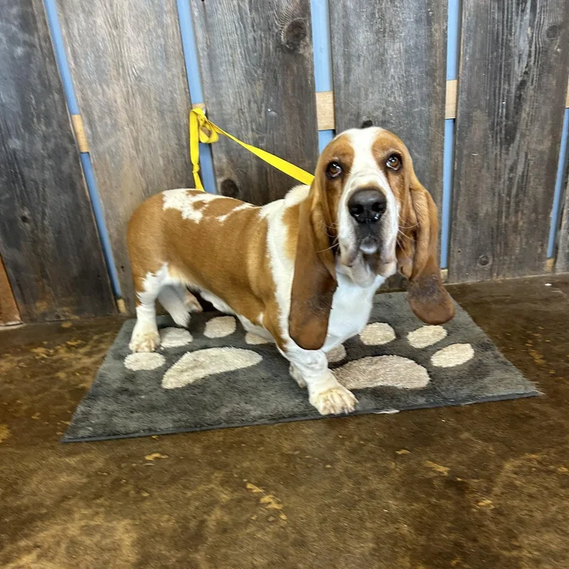 Speedy Earl   thumbnail 4