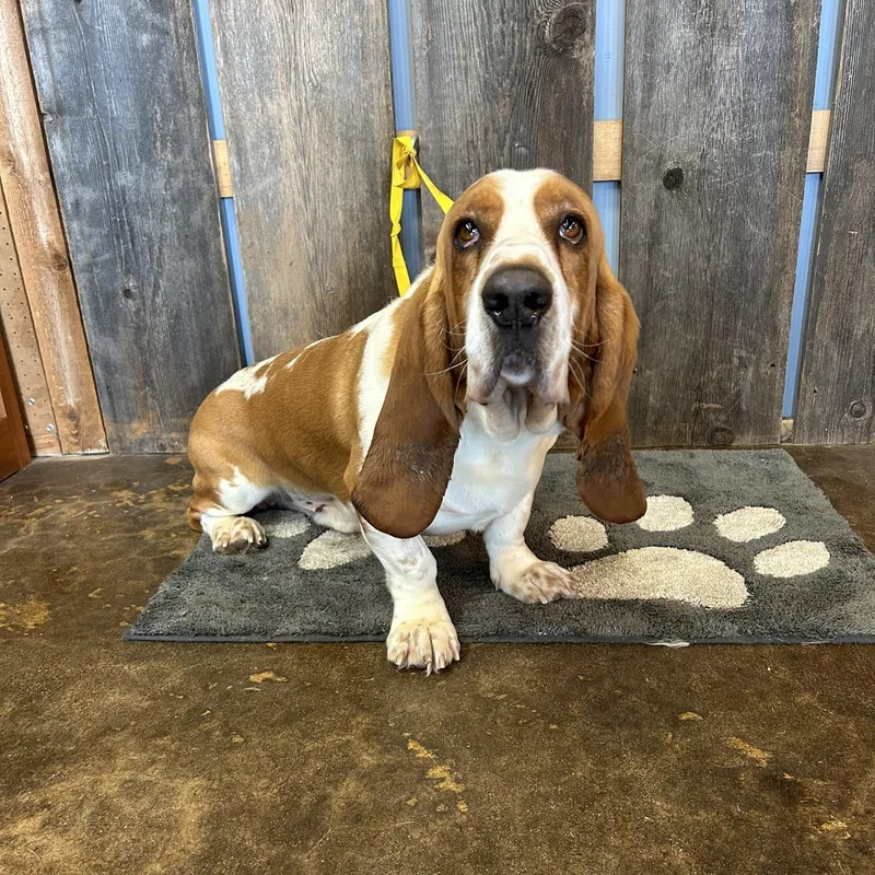 Speedy Earl   thumbnail 5