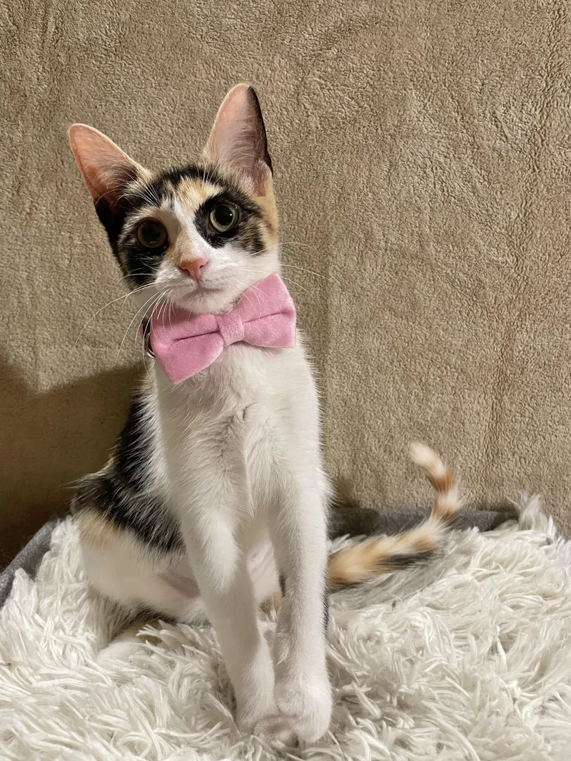 Doja Catnip thumbnail 2